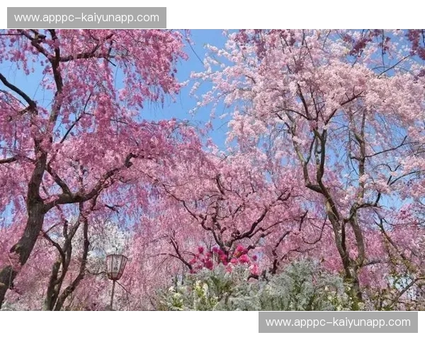 北国坚冰遭遇关西粉樱：札幌冈萨多vs大阪樱花，一场关于意志与华丽的J联赛巅峰博弈